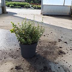 Euonymus fort. 'Emerald 'n' Gold'