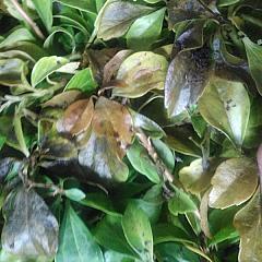 Pachysandra terminalis