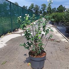 Philadelphus 'Virginal'
