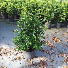 Prunus lusitanica 'Angustifolia'