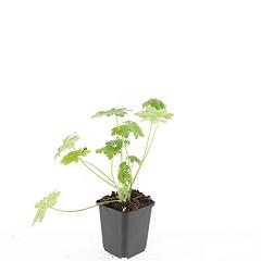 Geranium macr. 'Bevan's Variety'