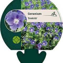 Geranium 'Brookside'