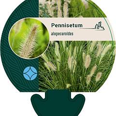 Pennisetum alopecuroides