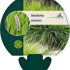 Sesleria autumnalis