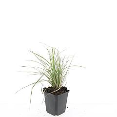 Sesleria autumnalis