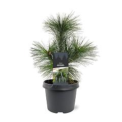 Pinus schwerinii 'Wiethorst'