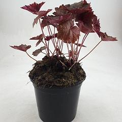 Heuchera mic. 'Palace Purple'