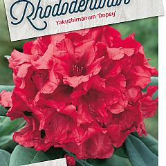Rhododendron (Y) 'Dopey'
