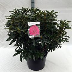 Rhododendron 'Anah Kruschke'