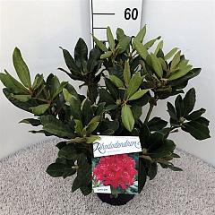Rhododendron 'Nova Zembla'