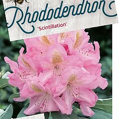 Rhododendron 'Scintillation'
