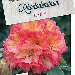 Rhododendron 'Sun Fire'