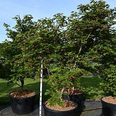 Acer pal. 'Autumn Red'