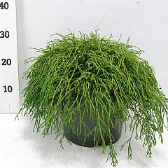 Chamaecyparis p. 'Filifera Nana'