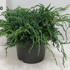 Juniperus squamata 'Blue Carpet'