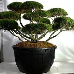 Pinus mugo mugo