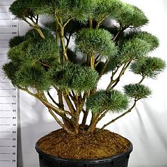 Pinus sylvestris 'Watereri'
