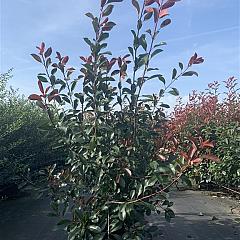 Photinia fraseri 'Red Robin'