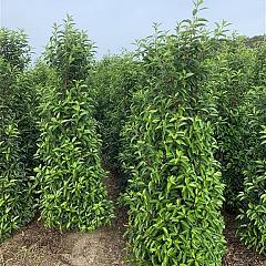 Prunus lusitanica 'Angustifolia'