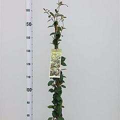 Trachelospermum jasminoides