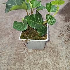 Hedera hibernica