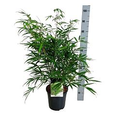 Fargesia robusta 'Pingwu'