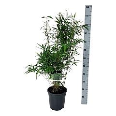 Fargesia robusta "Wenchuan"