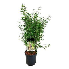 Fargesia 'Red Dragon'