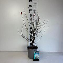 Amelanchier lamarckii