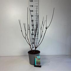 Cornus alba 'Kesselringii'