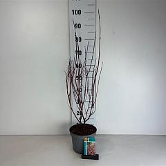 Cornus alba 'Miracle' 