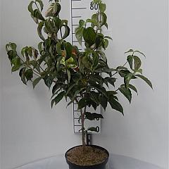 Cornus kousa chinensis