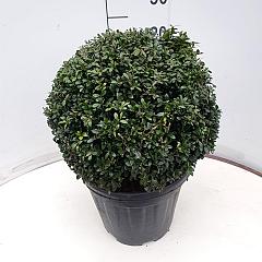 Ilex crenata 'Stokes'
