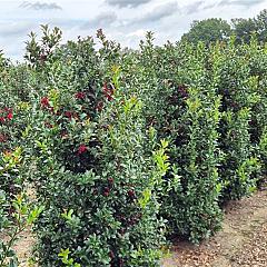 Ilex meserv. Blue Maid
