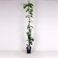 Wisteria flor. 'Rosea'