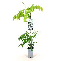 Wisteria flor. 'Shiro-noda'