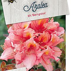 Rhododendron (AK) 'Berryrose'