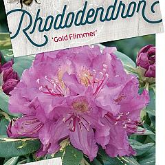 Rhododendron 'Goldflimmer'