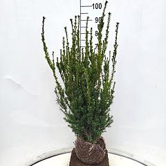 Taxus media 'Hillii'