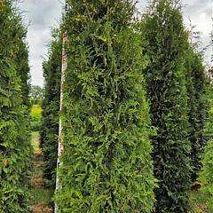 Thuja occ. 'Brabant'