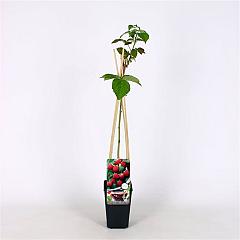 Rubus idaeus 'Ottawa'