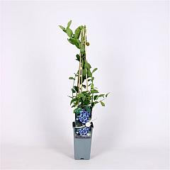 Vaccinium cor. 'Bluejay'