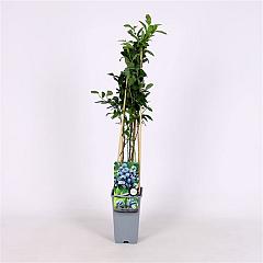 Vaccinium cor. 'Chandler'