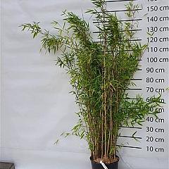 Fargesia 'Obelisk' (murielae x nitida) ®