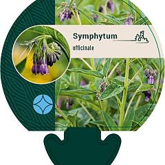 Symphytum officinale
