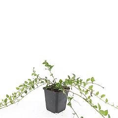 Vinca minor 'La Grave'