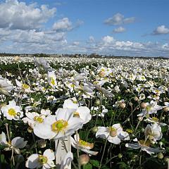 Anemone hyb. 'Honorine Jobert'