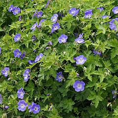 Geranium 'Rozanne'