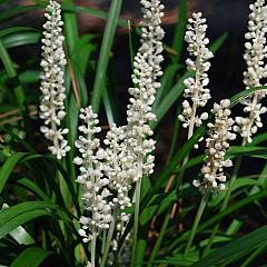 Liriope muscari 'Monroe White'