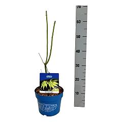 Acer pseudosieboldianum 'Arctic Jade'®